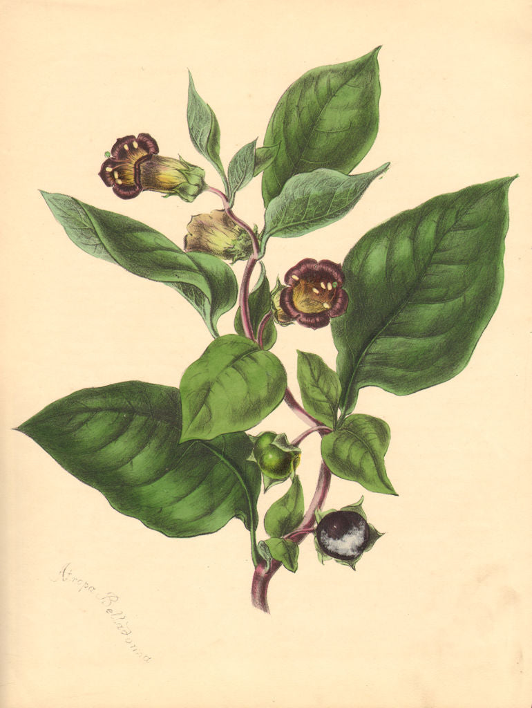 PLANTAE UTILIORES. Deadly Nightshade (Atropa Belladonna)Hand colour.BURNETT 1842